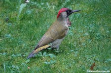 Grünspecht (Picus viridis viridis) im Garten