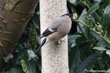 weiblicher Gimpel oder Dompfaff (Pyrrhula pyrrhula) im Garten