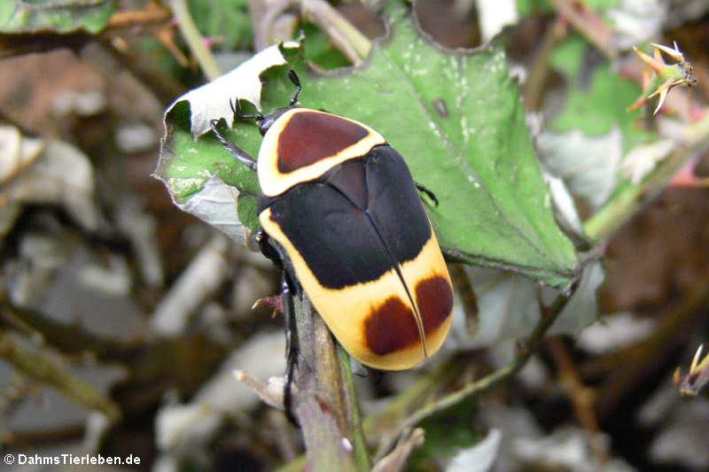 Kongo-Rosenkäfer (Pachnoda marginata peregrina)