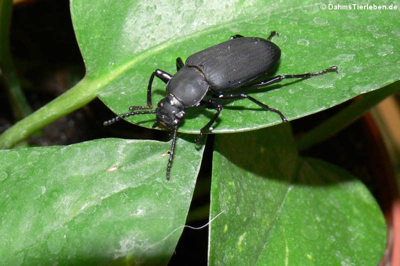 Großer Schwarzkäfer (Zophobas atratus)