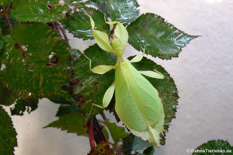 Phyllium hausleithneri