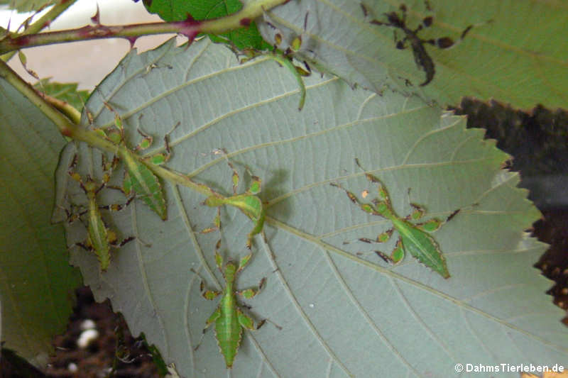 Phyllium hausleithneri