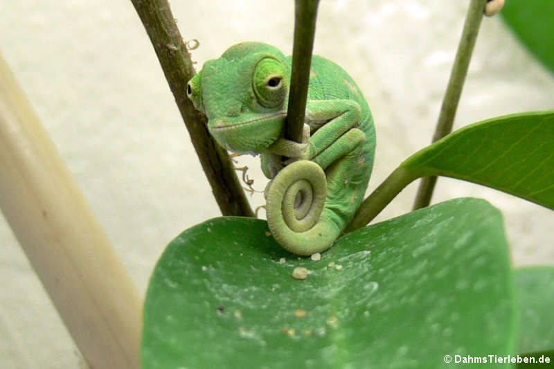 Jemen-Chamäleon (Chamaeleo calyptratus)