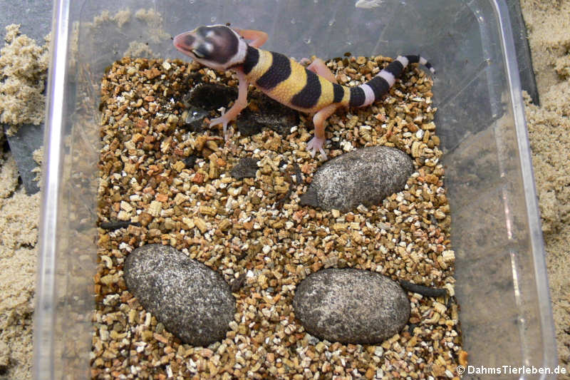 Gerade geschlüpfter Leopardgecko (Eublepharis macularius)