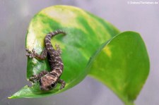 Jungtier der Mombasa-Zwergeckos (Lygodactylus mombasicus) bei DahmsTierleben