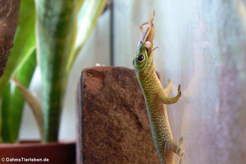 Großer Taggecko (Phelsuma kochi)