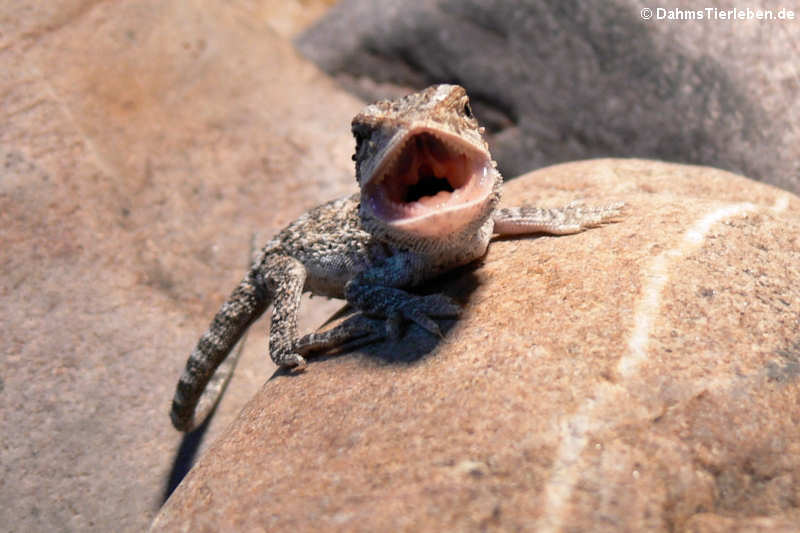 Eine junge Bartagame (Pogona vitticeps)