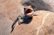 Eine junge Streifenköpfige Bartagame (Pogona vitticeps) bei DahmsTierleben