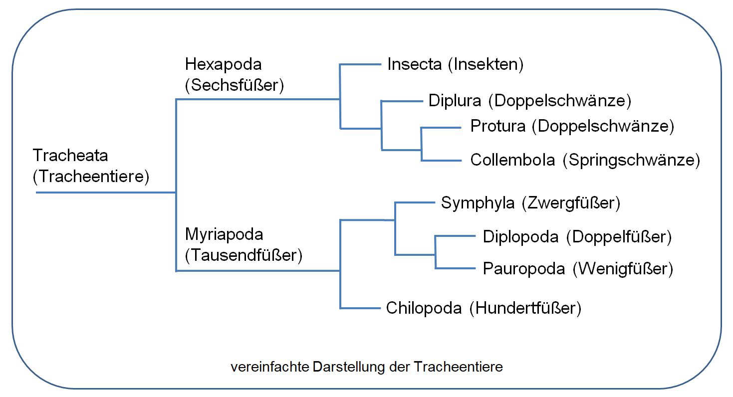 Kladogramm Tracheata