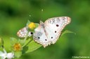 Anartia jatrophae jatrophae