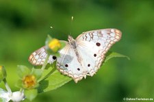 Schmetterling (Anartia jatrophae jatrophae) auf Antigua