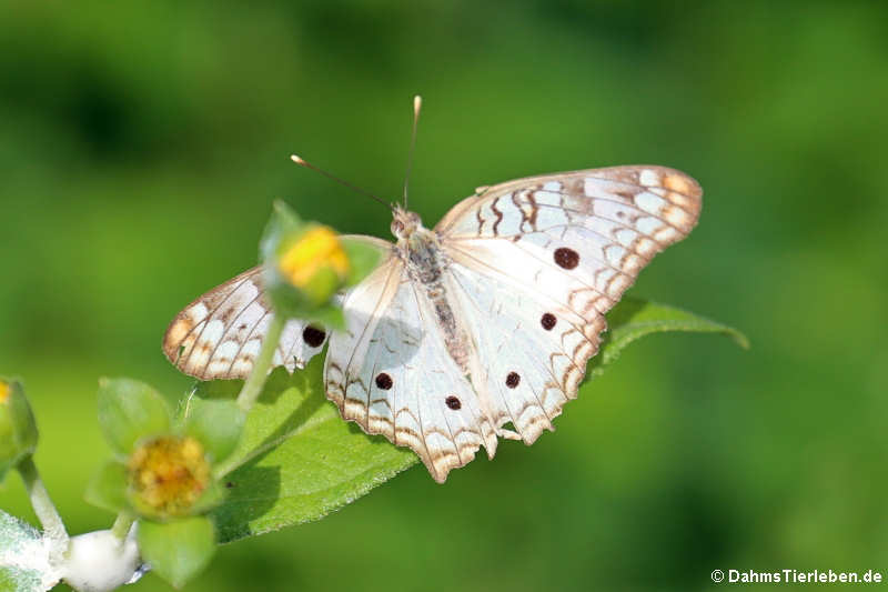 Anartia jatrophae jatrophae