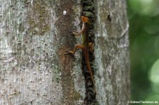 Watts Anolis (Anolis wattsi) auf Antigua