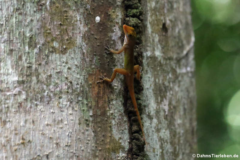 Watts Anolis (Anolis wattsi) 