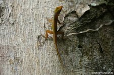 Watts Anolis (Anolis wattsi) auf Antigua