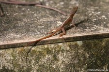 Watts Anolis (Anolis wattsi) auf Antigua