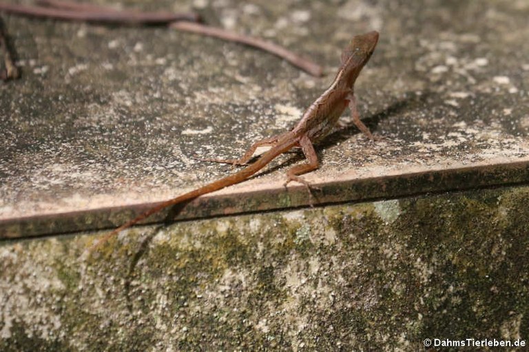 Anolis wattsi