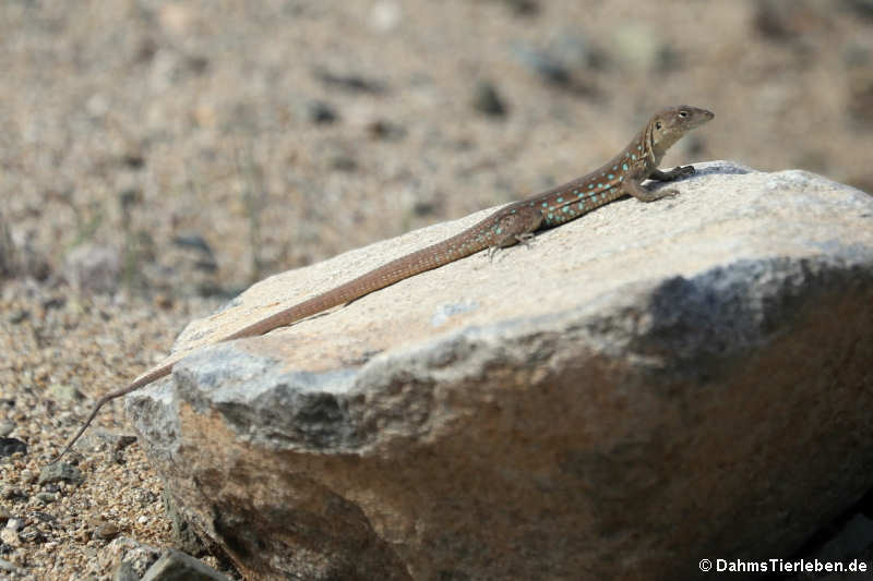 Aruba-Rennechse (Cnemidophorus arubensis)