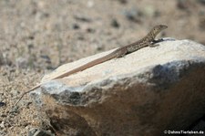 Aruba-Rennechse (Cnemidophorus arubensis) auf Aruba