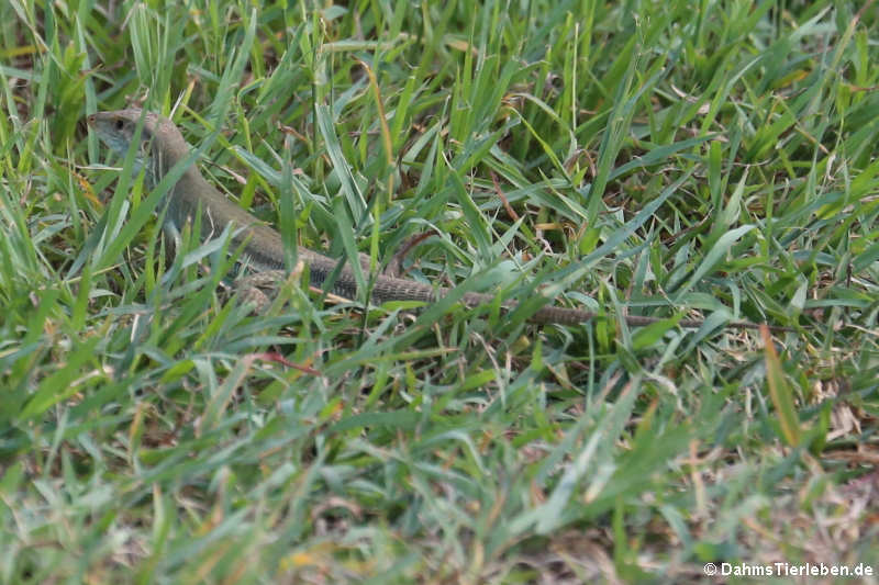 Aruba-Rennechse (Cnemidophorus arubensis)