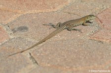 Aruba-Rennechse (Cnemidophorus arubensis) auf Aruba