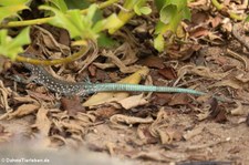 Aruba-Rennechse (Cnemidophorus arubensis) auf Aruba