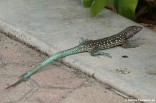 Aruba-Rennechse (Cnemidophorus arubensis) auf Aruba