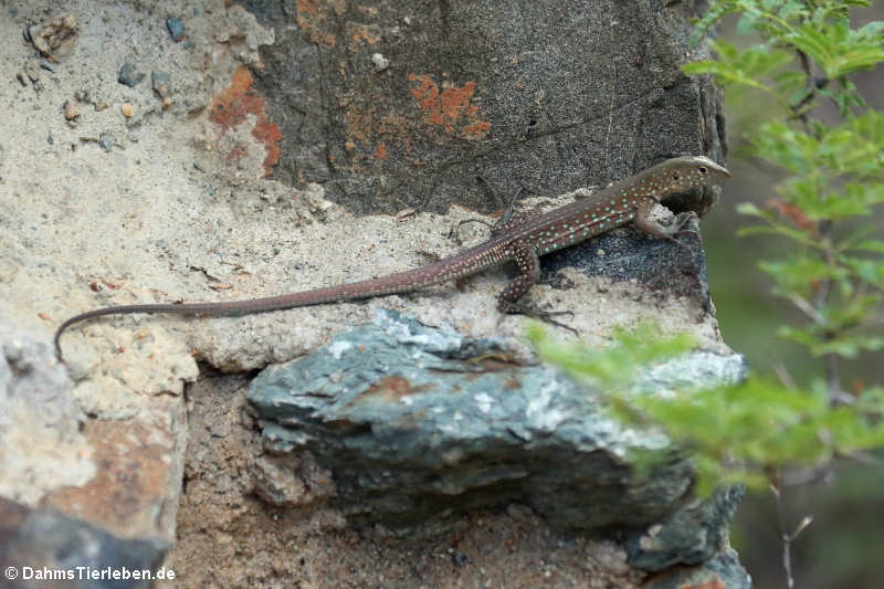 Aruba-Rennechse (Cnemidophorus arubensis)