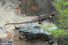 Aruba-Rennechse (Cnemidophorus arubensis) auf Aruba