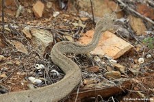 Aruba-Klapperschlange (Crotalus unicolor) auf Aruba