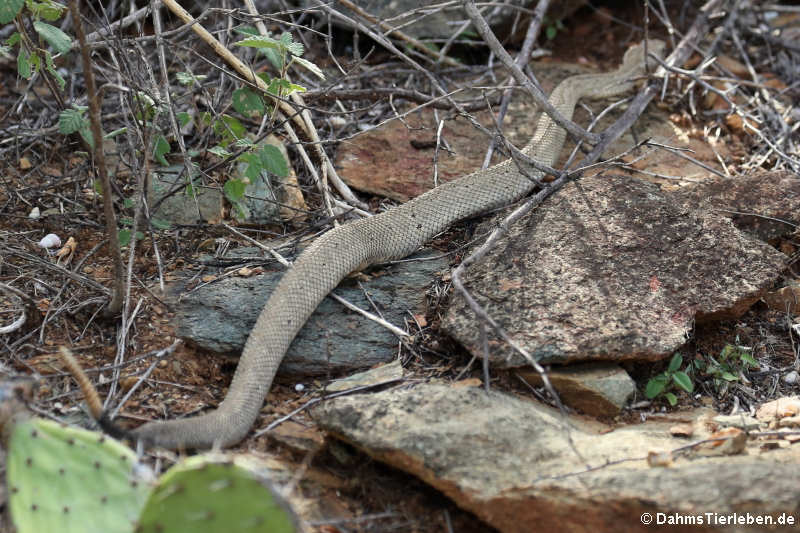 Aruba-Klapperschlange (Crotalus unicolor)