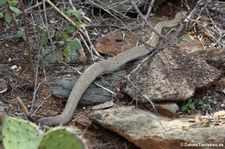 Aruba-Klapperschlange (Crotalus unicolor) auf Aruba