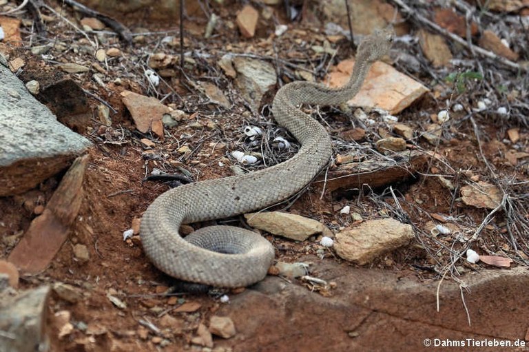 Crotalus unicolor