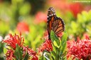 Danaus plexippus