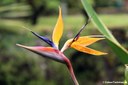 Strelitzia reginae