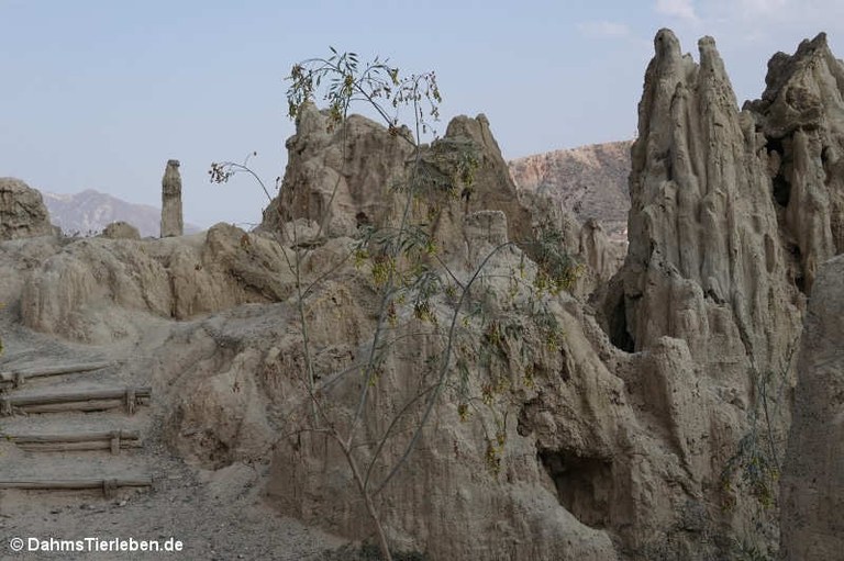 Valle de la Luna (La Paz)