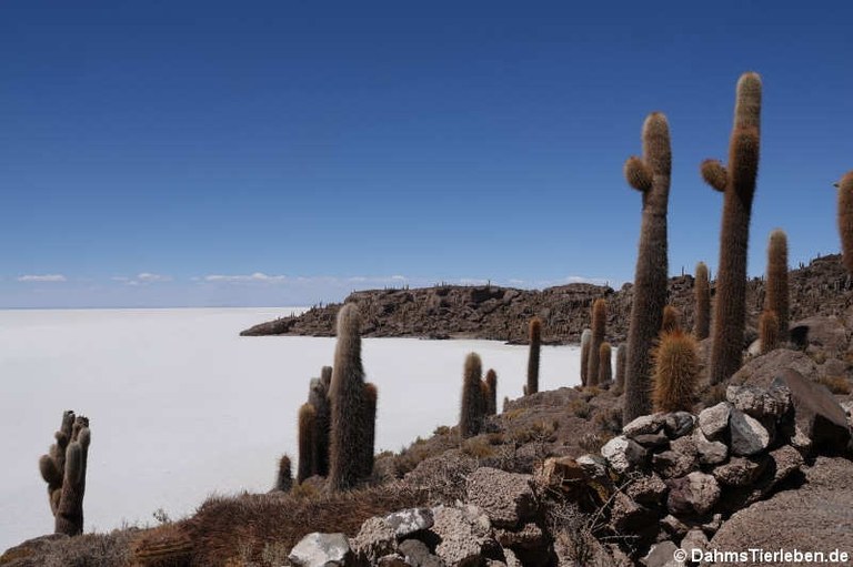 Isla Incahuasi