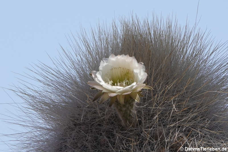 Echinopsis atacamensis