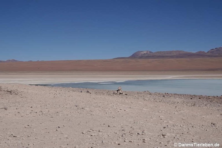 Laguna Blanca