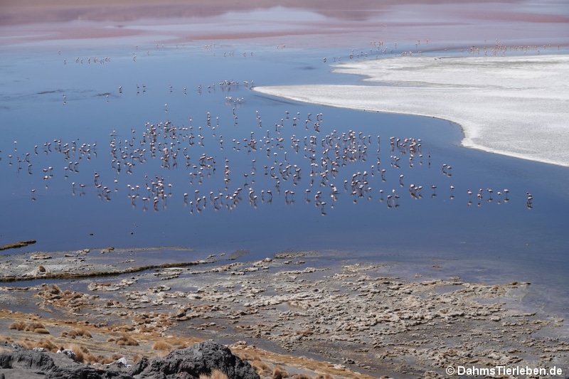 Laguna Colorada 3