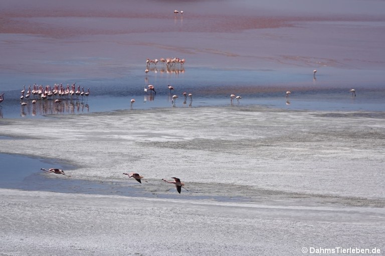 Laguna Colorada