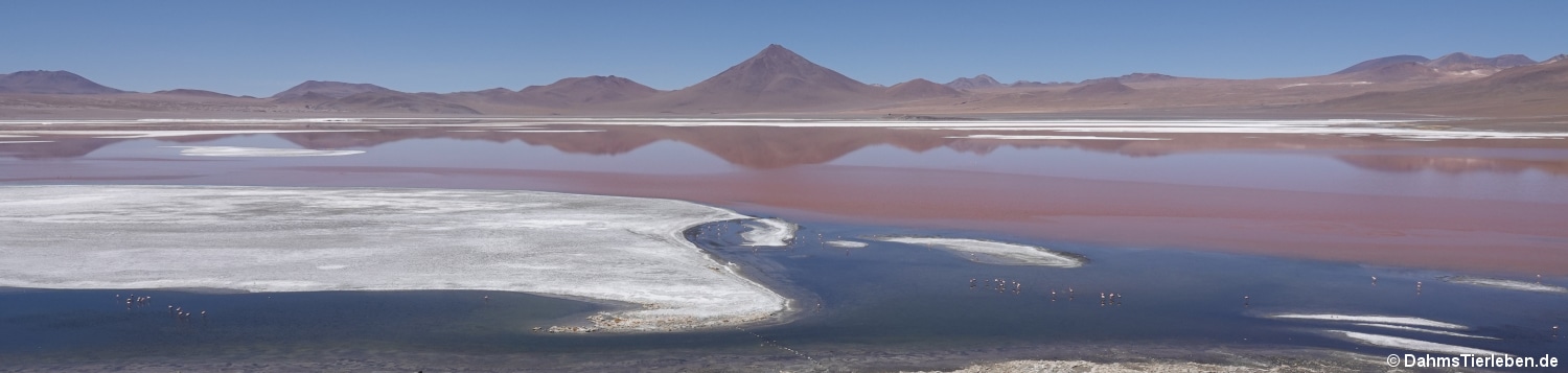 Laguna Colorada 4