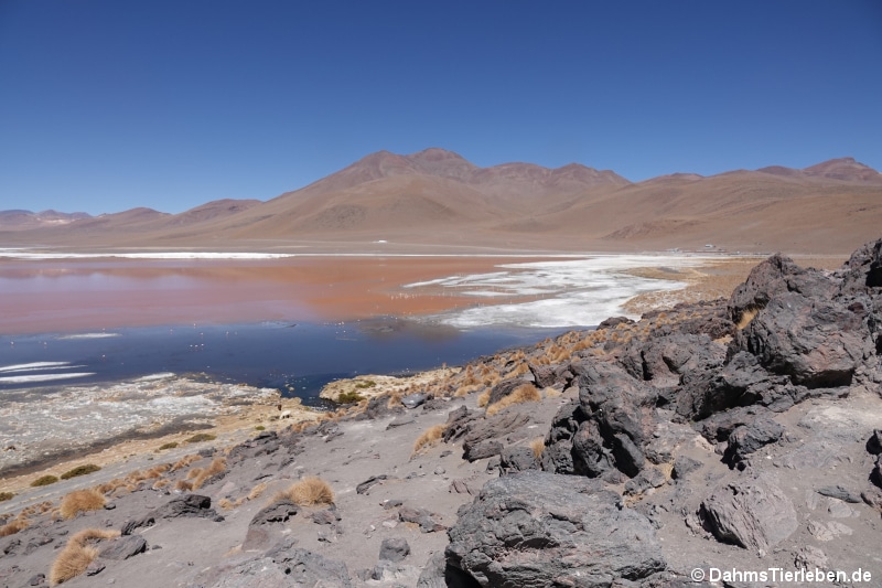 Laguna Colorada 2