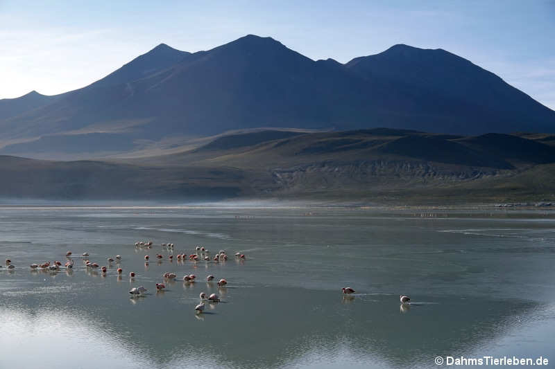 Laguna Hedionda 2