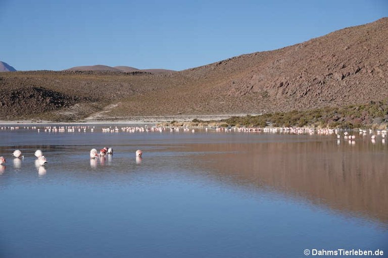 Laguna Hedionda