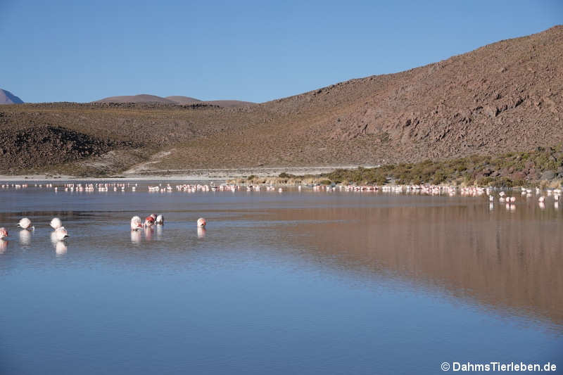 Laguna Hedionda