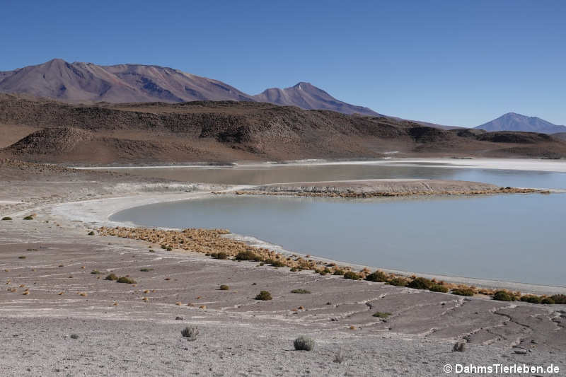 Laguna Khara 3