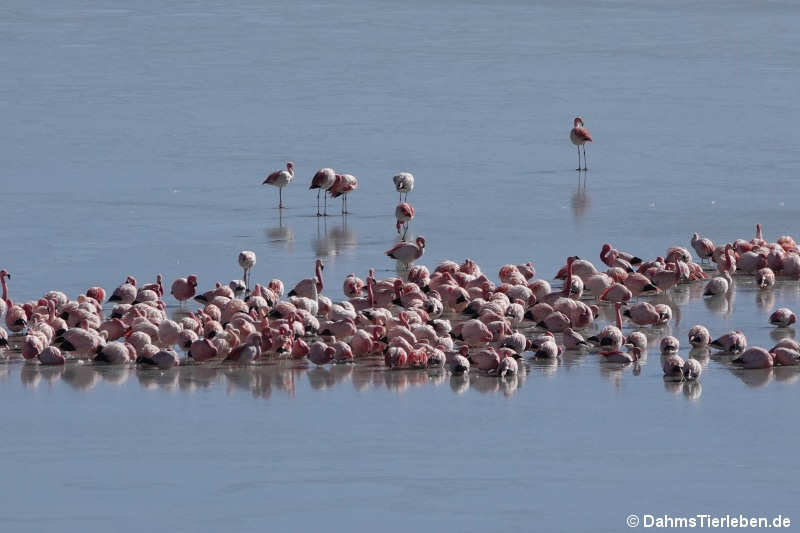 Flamingis in der Laguna Khara