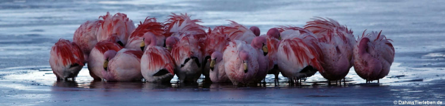 Jamesflamingos