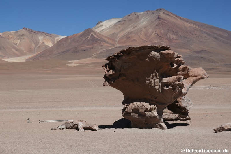 Árbol de Piedra 2